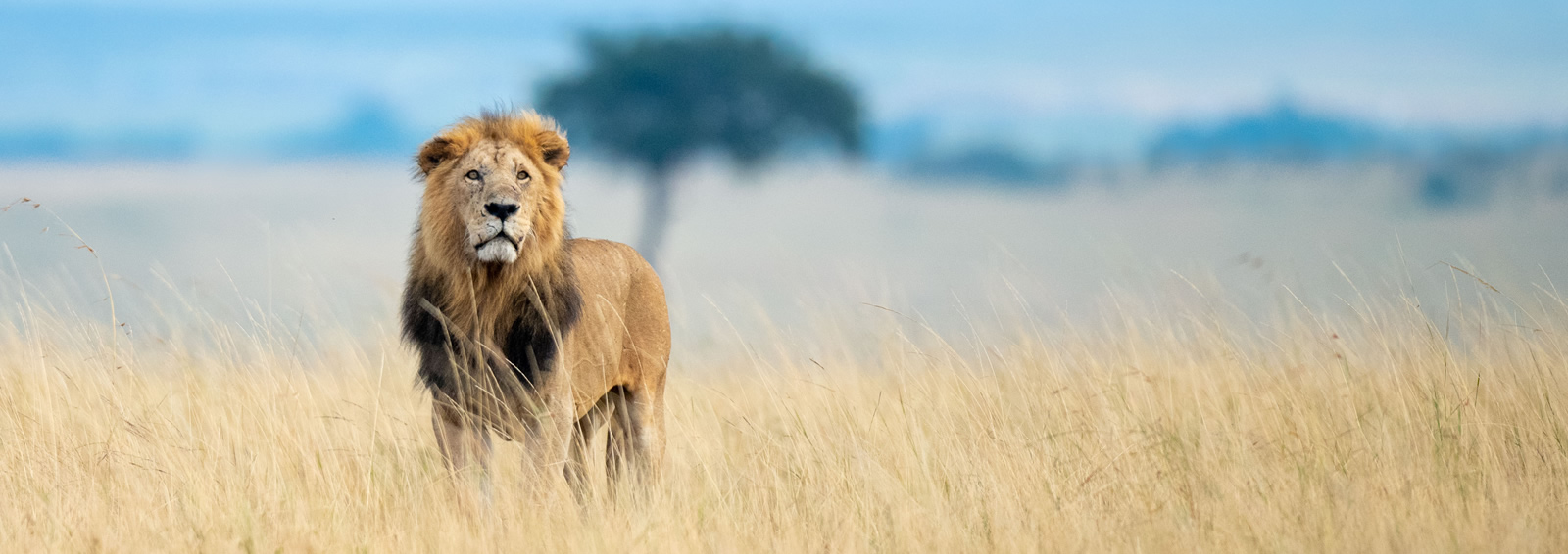 maasai mara game reserve