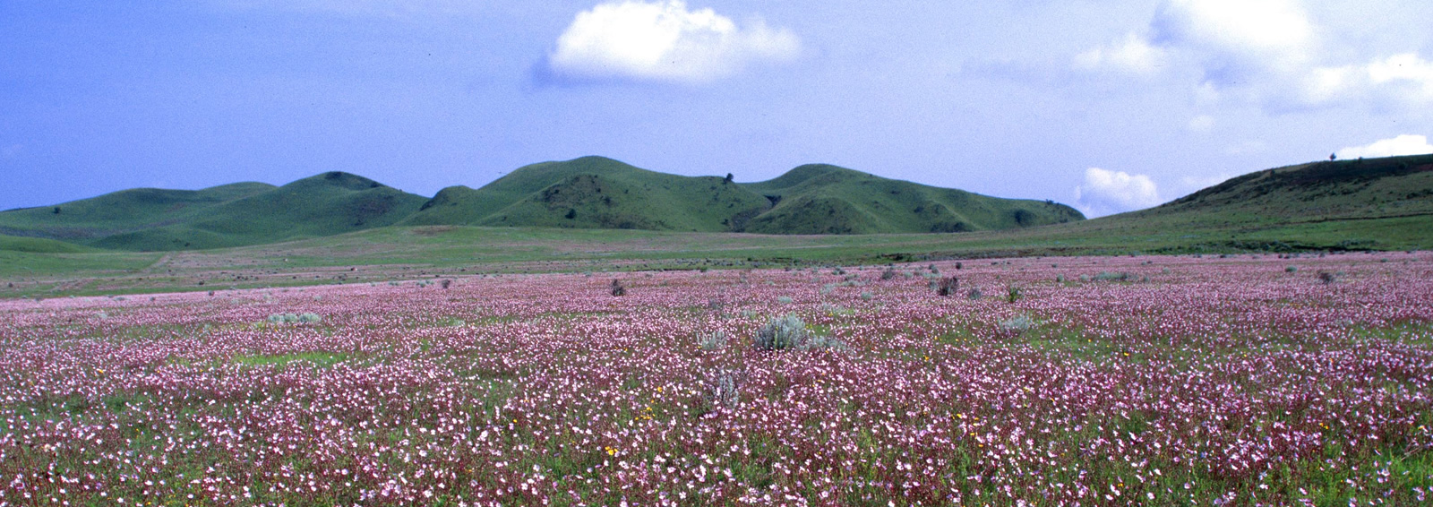 kitulo national park