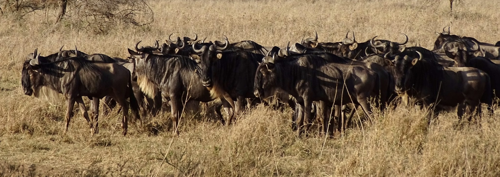 serengeti national park