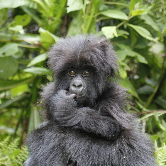 bwindi impenetrable forest national park