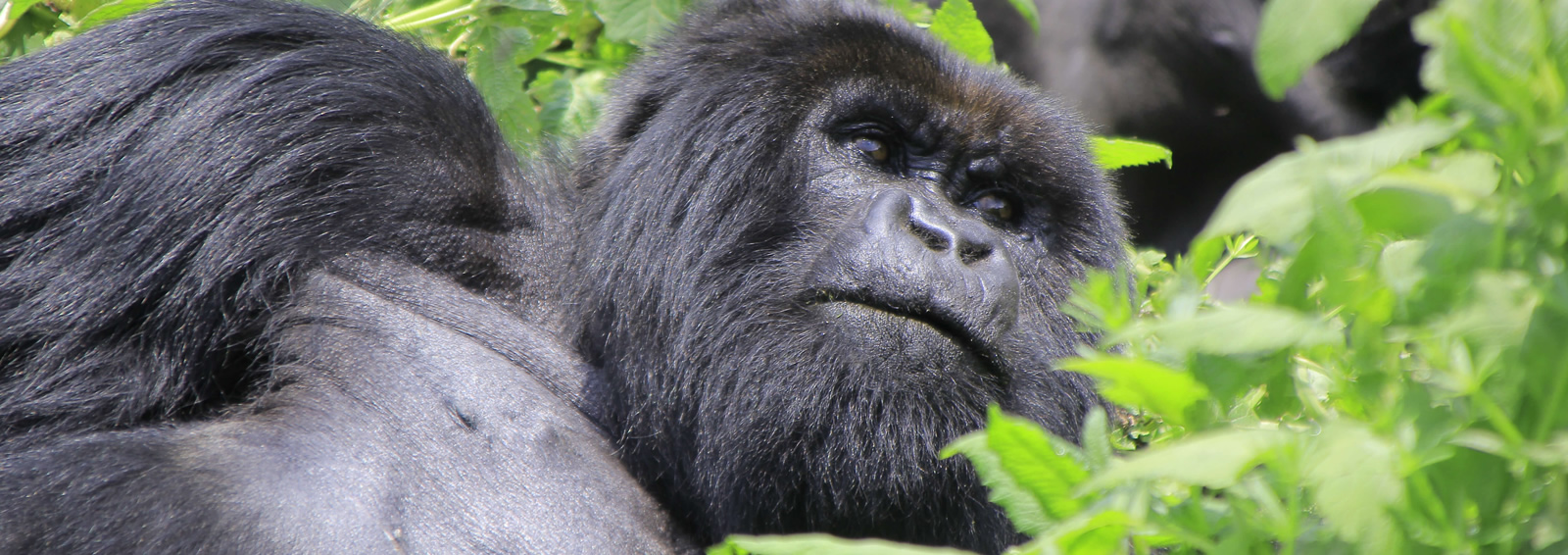 mgahinga gorilla national park