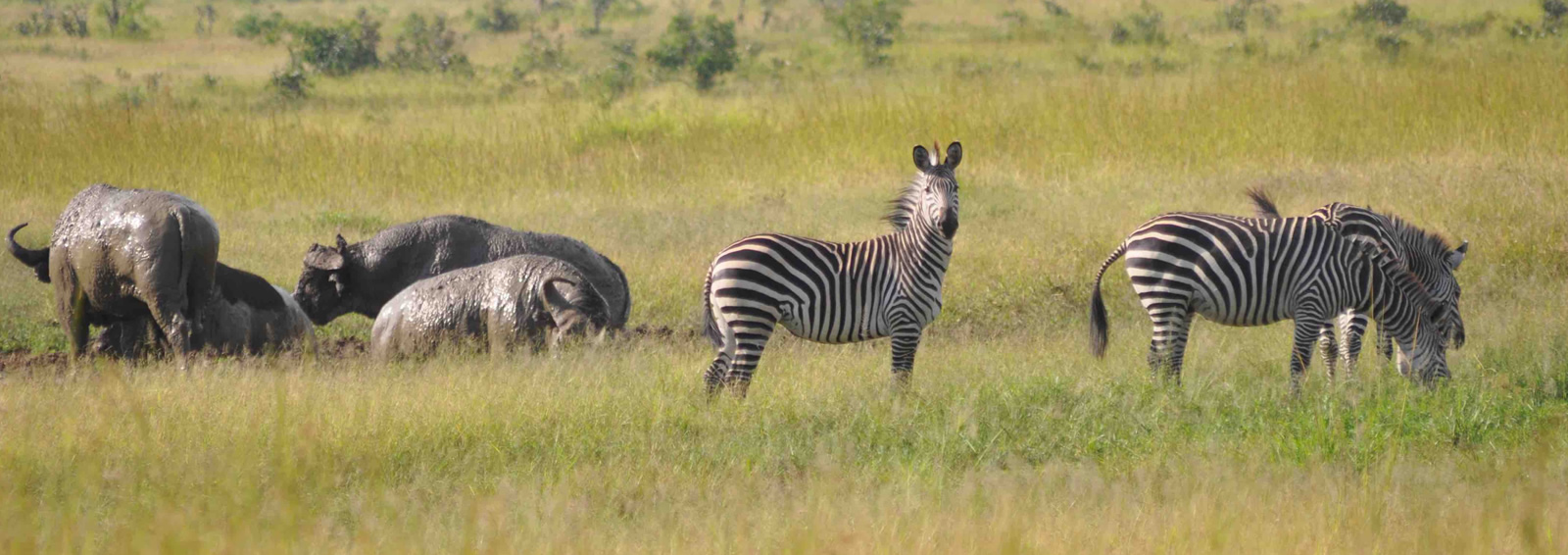 3 days mikumi experience