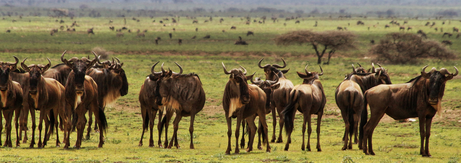 6 days breathtaking great migration