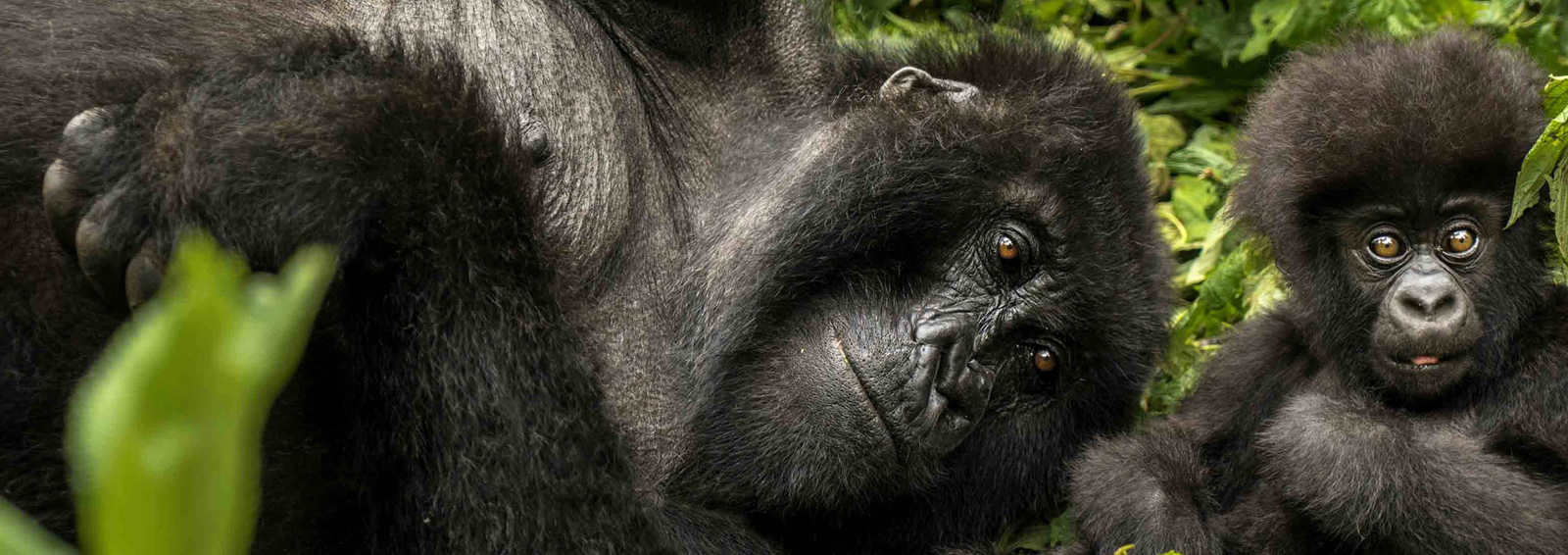 primate tours and expeditions